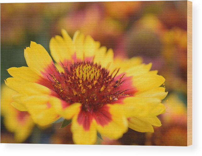 Flower Wood Print featuring the photograph Rudbeckia by Jimmy Chuck Smith