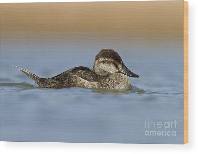 Ruddy Duck Wood Print featuring the photograph Ruddy on a cloud by Bryan Keil
