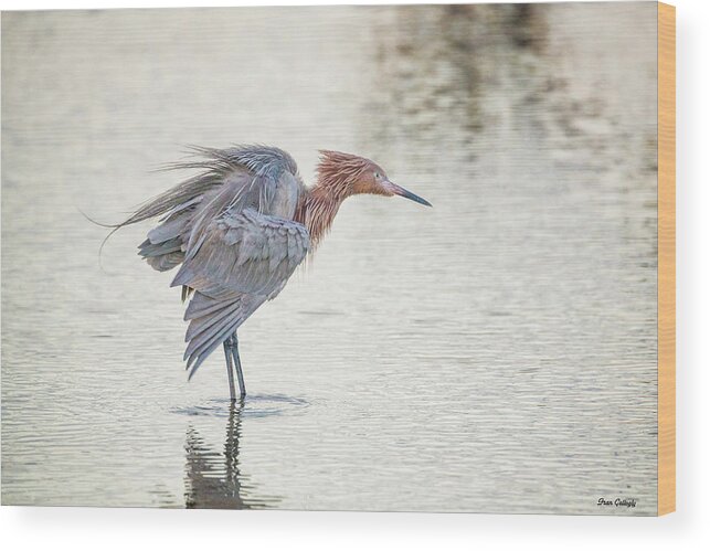 Bird Wood Print featuring the photograph Ruffled Feathers by Fran Gallogly