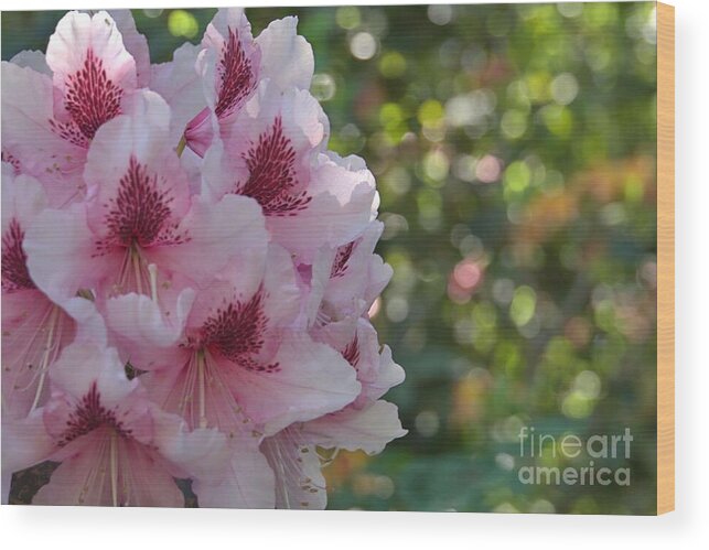 Rhododendron Wood Print featuring the photograph Ruffled Rhodies by Patricia Strand