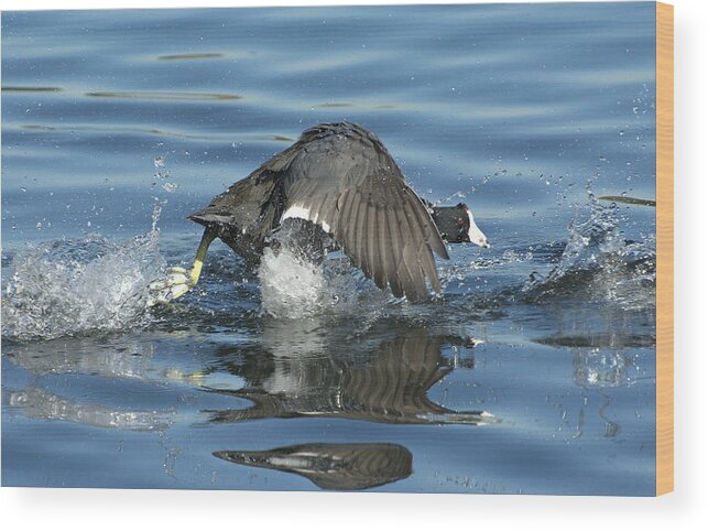 American Coot Wood Print featuring the photograph Running On Water by Fraida Gutovich