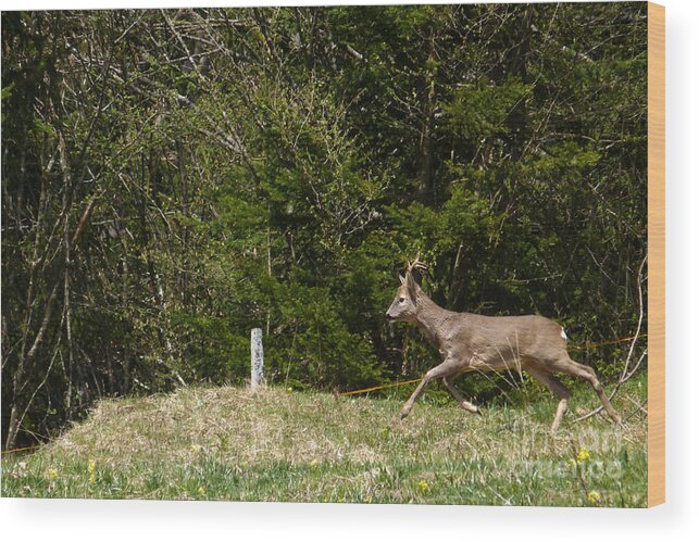 Deer Wood Print featuring the photograph A running roe buck by Phil Banks
