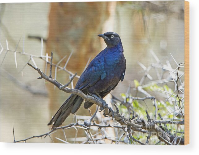 Bird Wood Print featuring the photograph Ruppels Glossy Starling by Pravine Chester