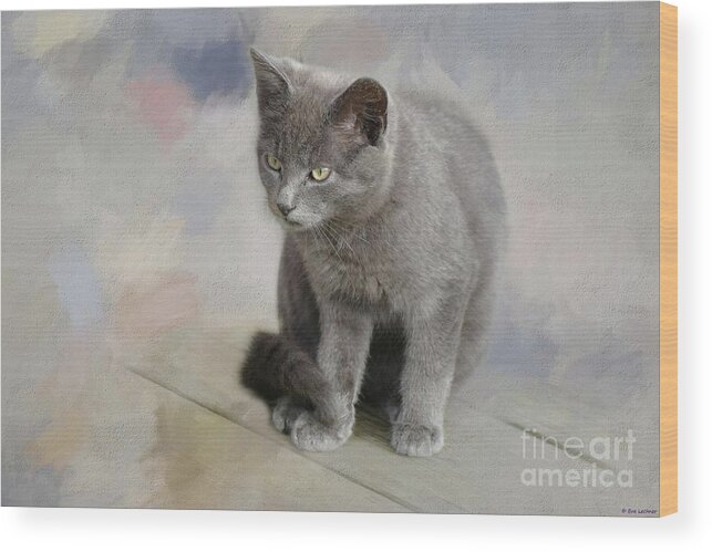 Russian Blue Kitten Wood Print featuring the photograph Russian Blue Kitten by Eva Lechner