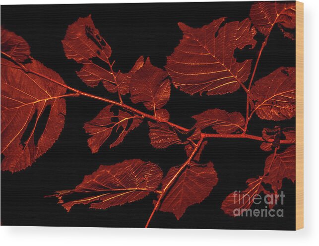 Michelle Meenawong Wood Print featuring the photograph Rusty Leaves by Michelle Meenawong