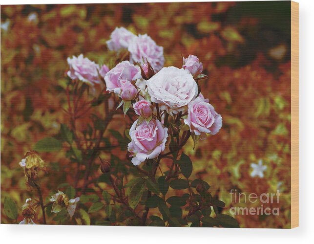 Color Wood Print featuring the photograph Rusty Romance in Pink by Ivana Westin