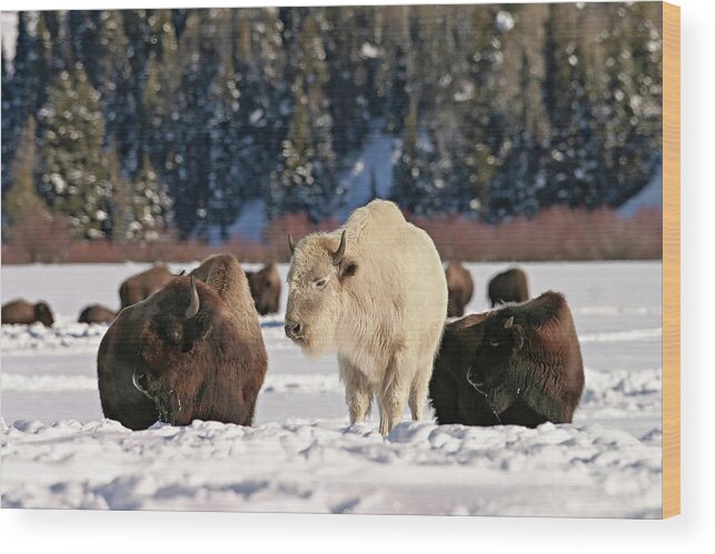 Bison Wood Print featuring the photograph Sacred Bison by Ronnie And Frances Howard