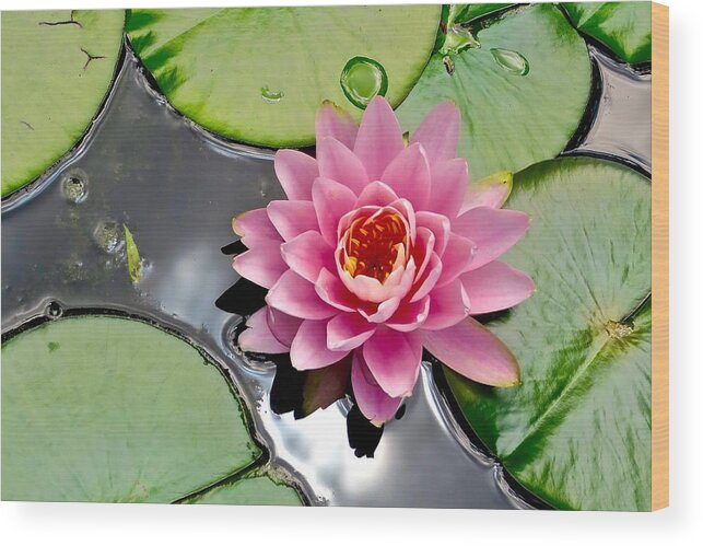 Lotus Wood Print featuring the photograph Sacred Lotus by Mike Reilly