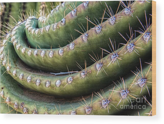 Saguaro Wood Print featuring the photograph Saguaro Twist by Lisa Manifold