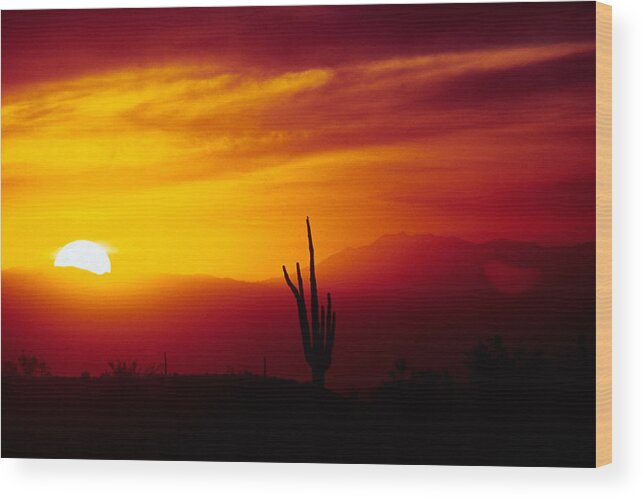 Arizona Wood Print featuring the photograph Saguaro Sunset by Randy Oberg