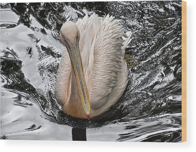 Eastern White Pelican Wood Print featuring the photograph Sailing along by Kuni Photography