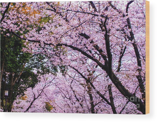Cherry Blossom Wood Print featuring the photograph Sakura by HELGE Art Gallery
