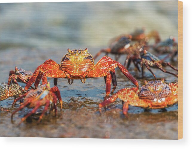 Galapagos Islands Wood Print featuring the photograph Sally Lightfoot crab on Galapagos Islands by Marek Poplawski