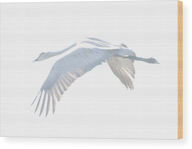 Sand Hill Wood Print featuring the photograph Sand Hill Crane overexposed one by Terry Dadswell