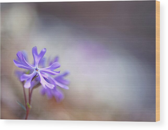 Flower Wood Print featuring the photograph Sand Phlox by Robert Charity