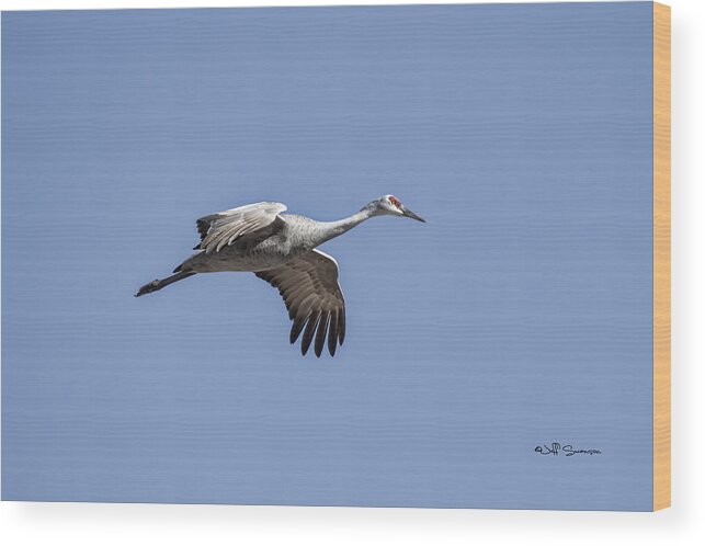 Sandhill Crane Wood Print featuring the photograph Sandhill Crane in Flight by Jeff Swanson
