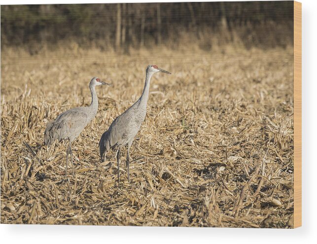 Sandhill Cranes Wood Print featuring the photograph Sandhill Cranes 2015-2 by Thomas Young