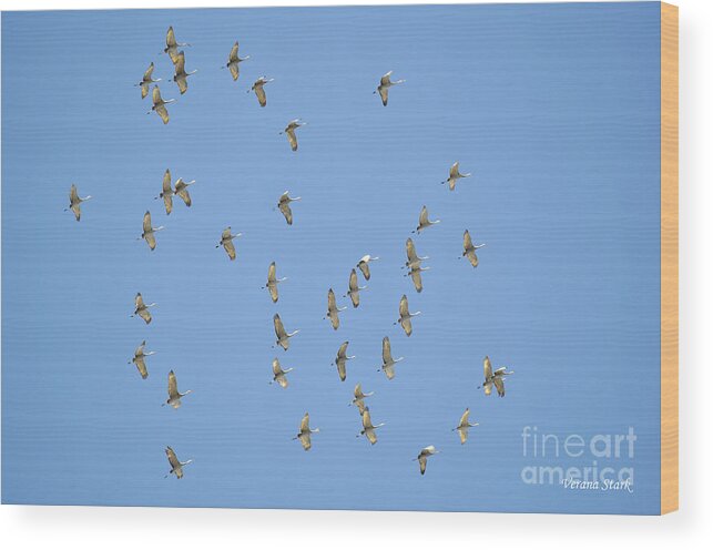 Sandhill Cranes Wood Print featuring the photograph Sandhill Cranes 6 by Verana Stark