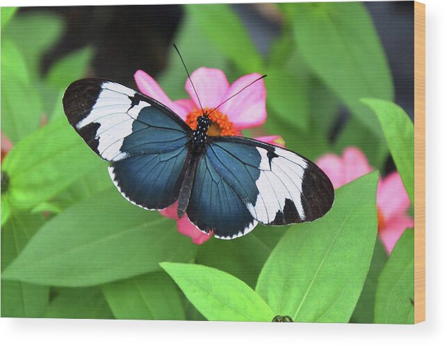 Sara Longwing Butterfly Wood Print featuring the photograph Sara Longwing butterfly by Ronda Ryan