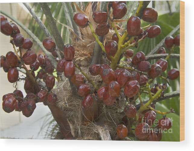 Saw Palmetto Wood Print featuring the photograph Saw Palmetto Berries by Inga Spence
