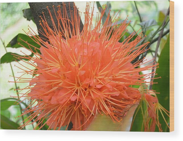 Kauai Wood Print featuring the photograph Scarlet Flame Bean Flower by Amy Fose