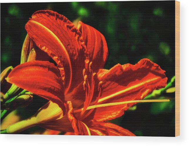 Flower Wood Print featuring the photograph Scarlet Flower by Joseph Hollingsworth