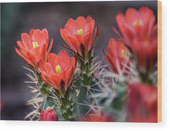 Scarlet Hedgehog Cactus Wood Print featuring the photograph Scarlet by Saija Lehtonen