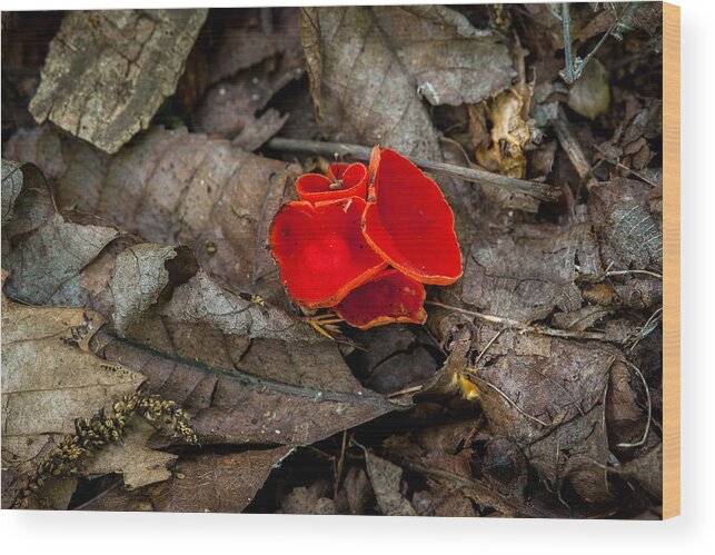 Fungus Wood Print featuring the photograph Scarlet Underfoot by Jeff Phillippi