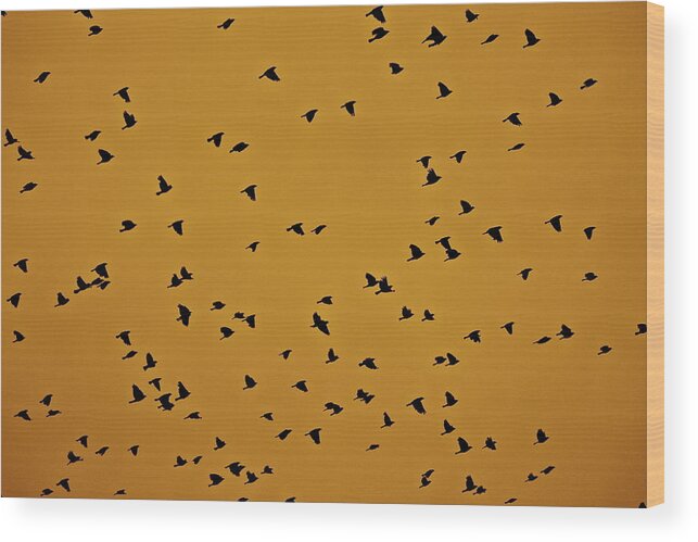 Birds Wood Print featuring the photograph Scatter by Diana Hatcher