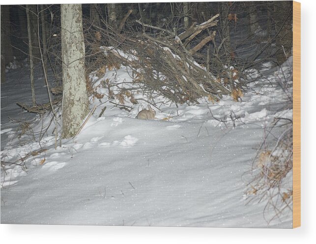 Winter Wood Print featuring the photograph Scavaging for Breakfast by Richard Botts