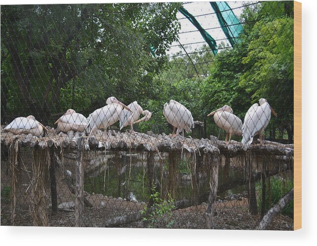 Scene From A Zoo-3 Wood Print featuring the photograph Scene From A Zoo-3 by Anand Swaroop Manchiraju