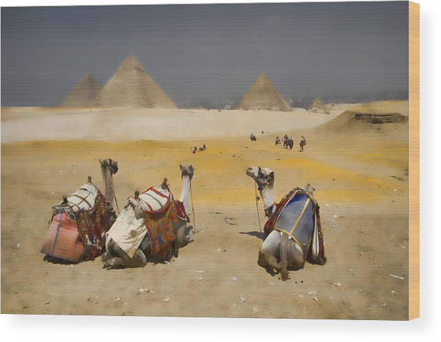 Egypt Wood Print featuring the photograph Scenic view of the Giza Pyramids with sitting camels by David Smith