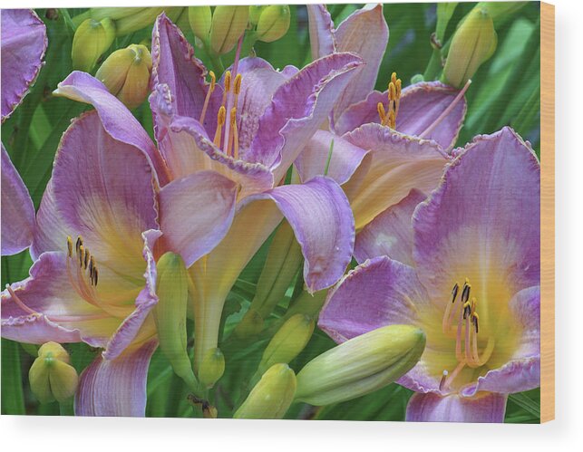 Lily Wood Print featuring the photograph Scent of a Lily by Kathi Mirto