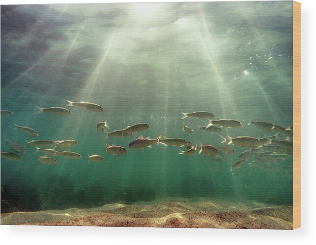 Fish Wood Print featuring the photograph School of Fish by Christopher Johnson