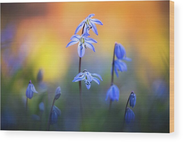 Siberian Squill Wood Print featuring the photograph Scilla Siberica by Kim Carpentier