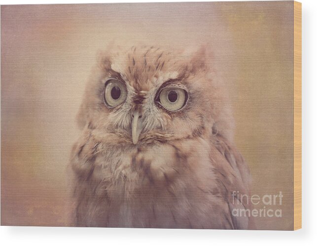 Screech Owl Wood Print featuring the photograph Screech Owl 4 by Chris Scroggins