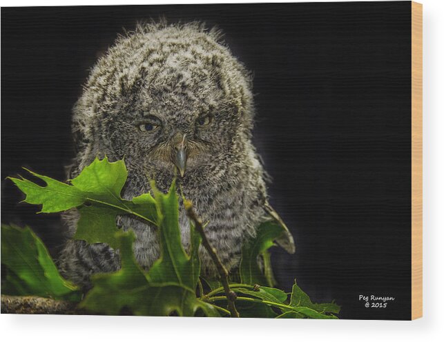Owl Wood Print featuring the photograph Screech Owlet by Peg Runyan