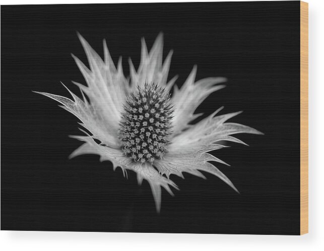 Sea Holly Erngynium Wood Print featuring the photograph Sea Holly by Ian Sanders