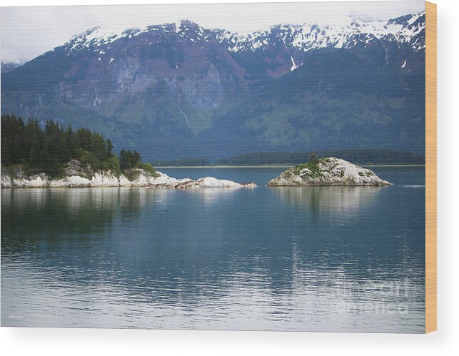 Sea Lions Wood Print featuring the photograph Sea Lions Alaska Two by Veronica Batterson
