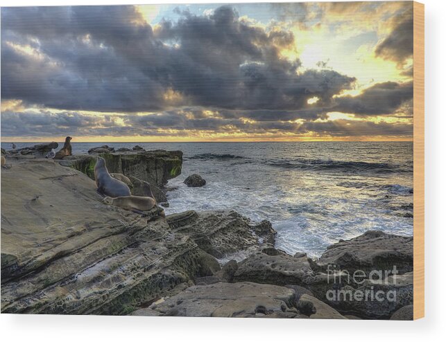 Sea Wood Print featuring the photograph Sea Lions At Sunset by Eddie Yerkish