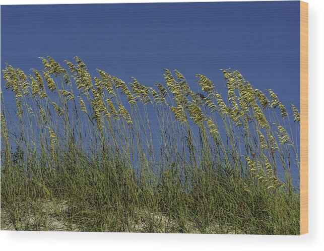 Original Wood Print featuring the photograph Sea oats on the dunes by WAZgriffin Digital