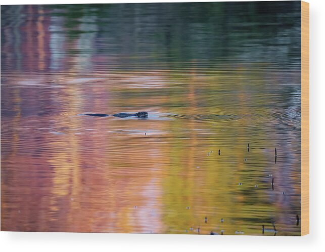 Beaver Wood Print featuring the photograph Sea of Color by Bill Wakeley