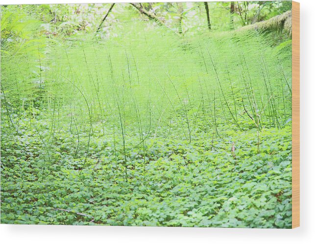 Clovers Wood Print featuring the photograph Sea of Green by Shoal Hollingsworth