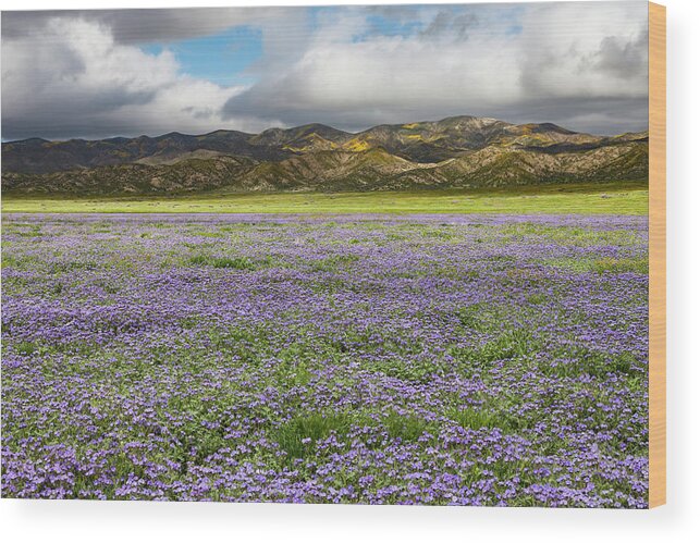 Carrizo Wood Print featuring the photograph Sea of Purple by Rick Pisio