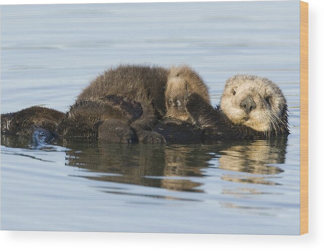 00429658 Wood Print featuring the photograph Sea Otter Mother And Pup Elkhorn Slough by Sebastian Kennerknecht