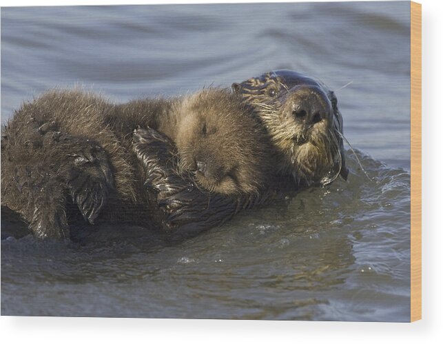 00438549 Wood Print featuring the photograph Sea Otter Mother With Pup Monterey Bay by Suzi Eszterhas