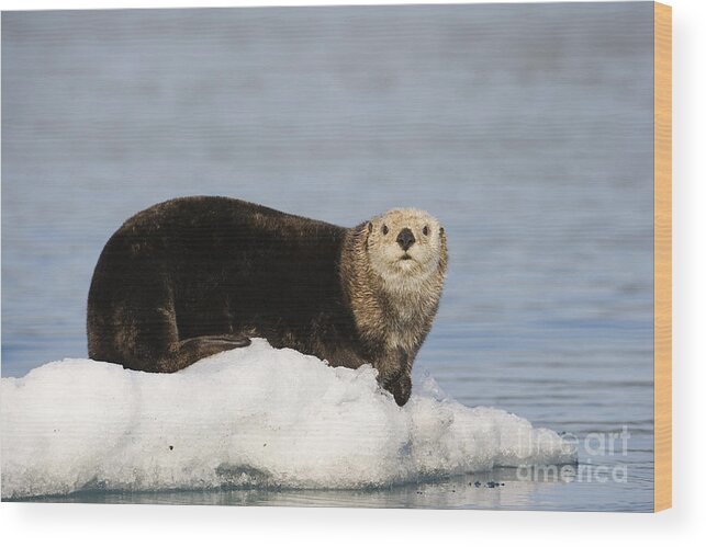 Sea Otter on Ice Wood Print by Tim Grams - Pixels