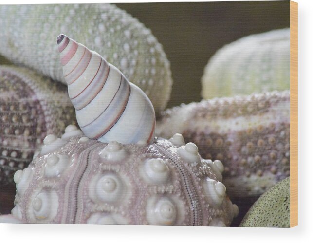 Sea Urchin Shells Wood Print featuring the photograph Sea Urchins 3 by Bonnie Bruno