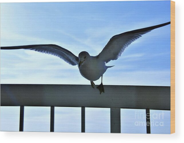 Birds Wood Print featuring the photograph Sea Wings Of A Gull by Jan Gelders