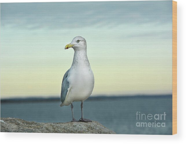 Seagull Wood Print featuring the digital art Seagull at Dusk by Dianne Morgado